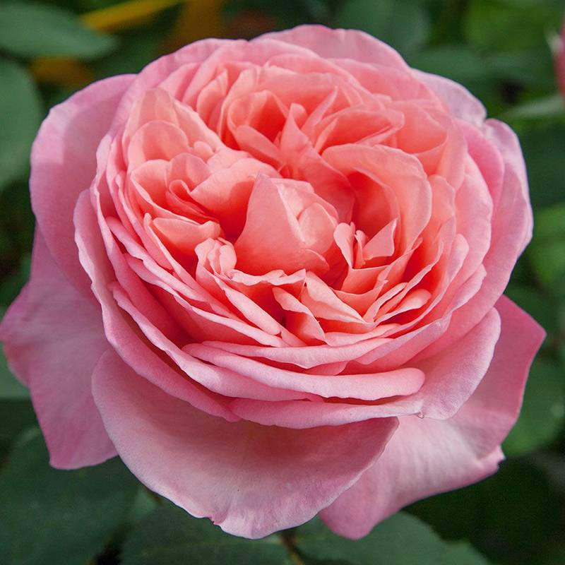 玫昂小姐 Mademoiselle Meilland 玫昂小姐 Mademoiselle Meilland
