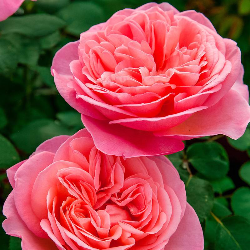 玫昂小姐 Mademoiselle Meilland 玫昂小姐 Mademoiselle Meilland