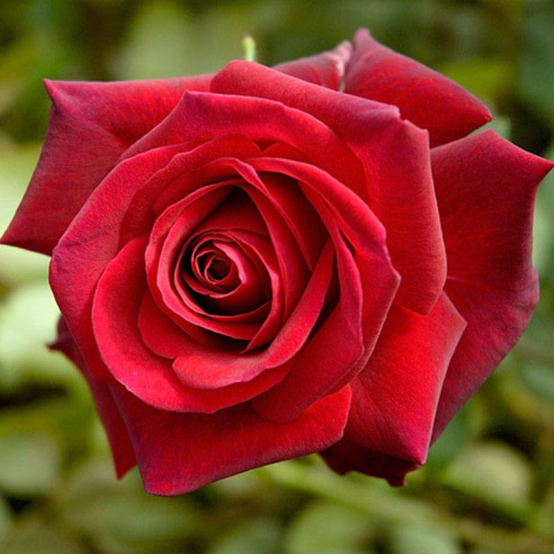 伊迪丝·琵雅芙EDITH PIAF 伊迪丝·琵雅芙EDITH PIAF