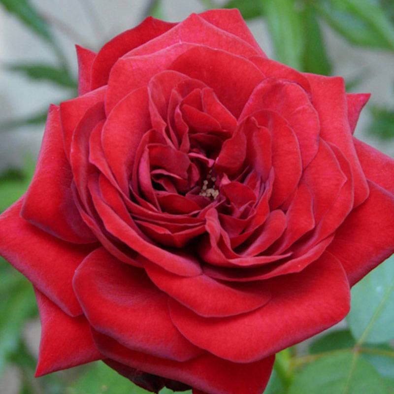 伊迪丝·琵雅芙EDITH PIAF 伊迪丝·琵雅芙EDITH PIAF