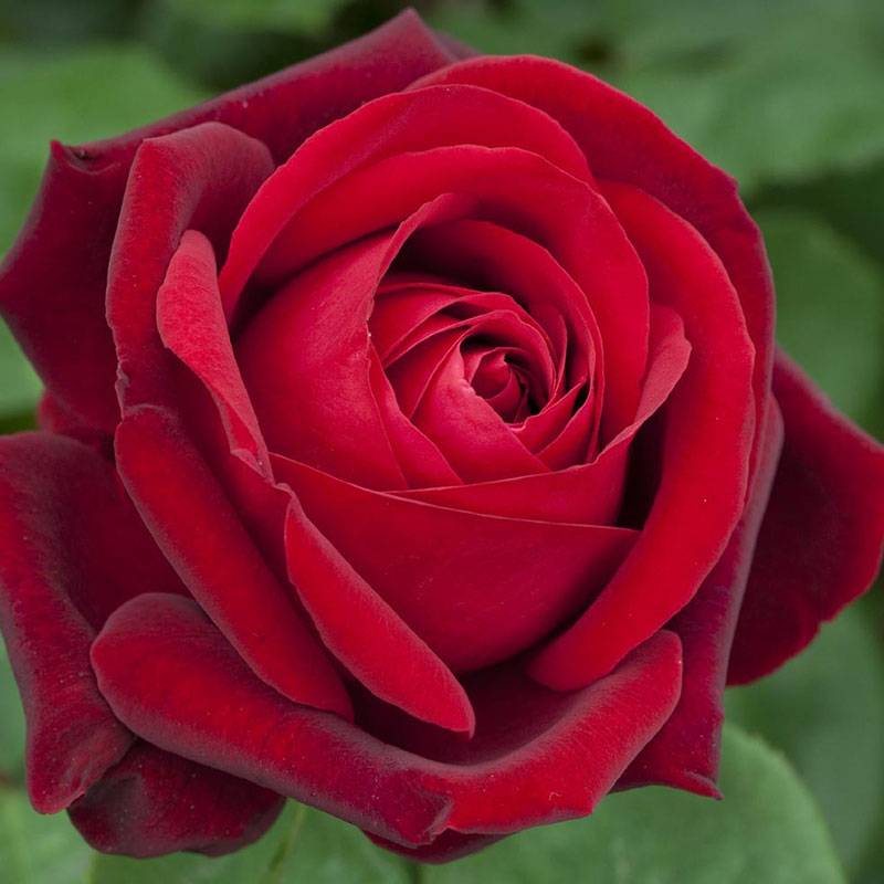 伊迪丝·琵雅芙EDITH PIAF 伊迪丝·琵雅芙EDITH PIAF