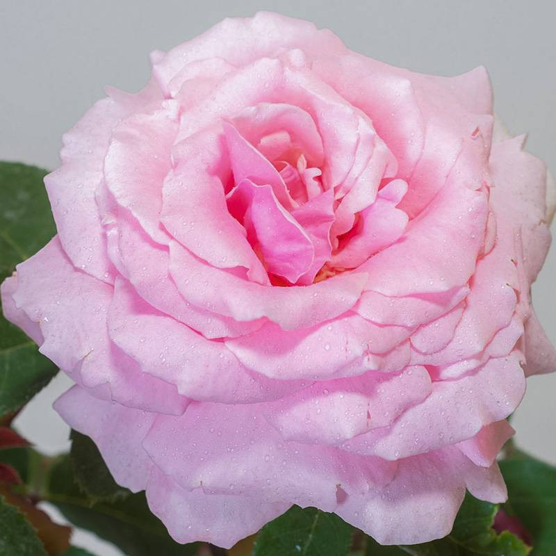 米斯特拉香水Frederic Mistral 米斯特拉香水Frederic Mistral