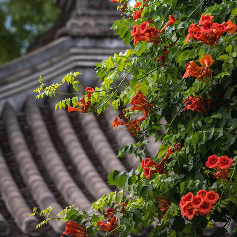 凌霄花 凌霄花