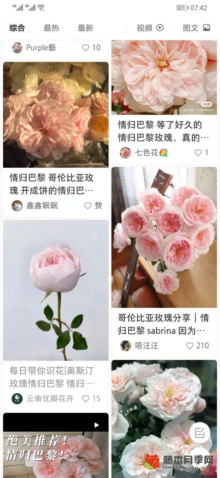 情归巴黎月季是奥斯汀的? 情归巴黎月季是奥斯汀的?