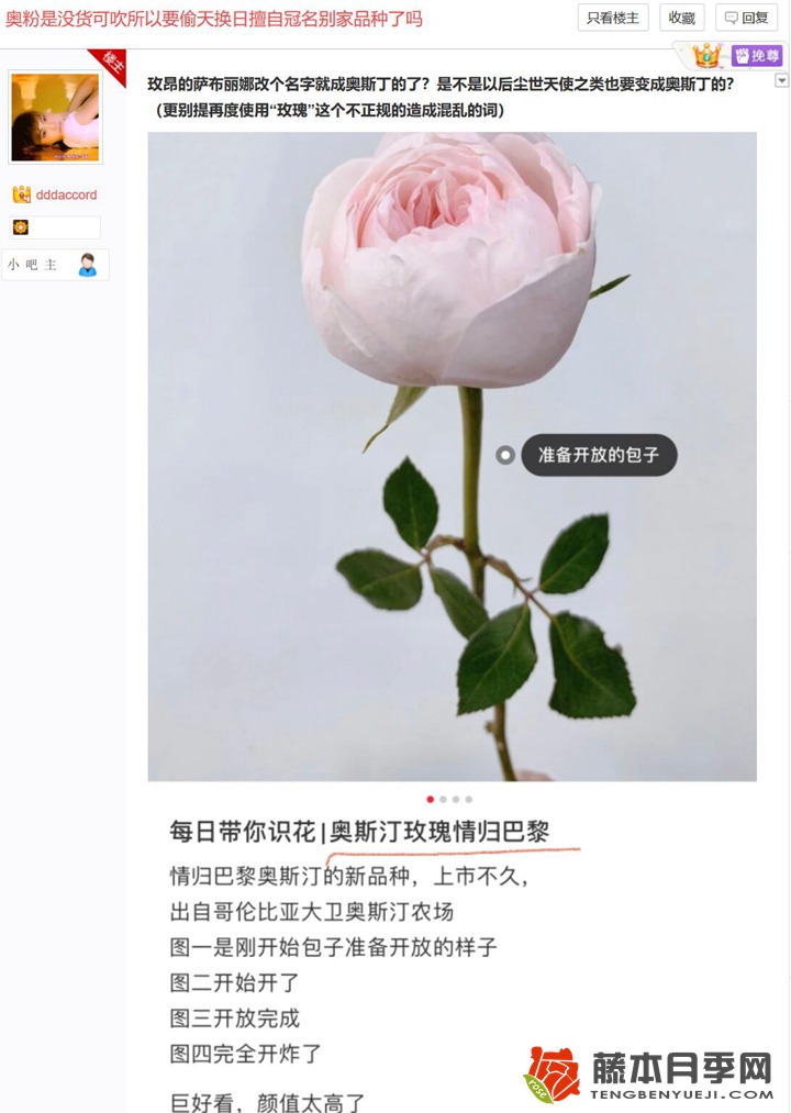 情归巴黎月季是奥斯汀的? 情归巴黎月季是奥斯汀的?