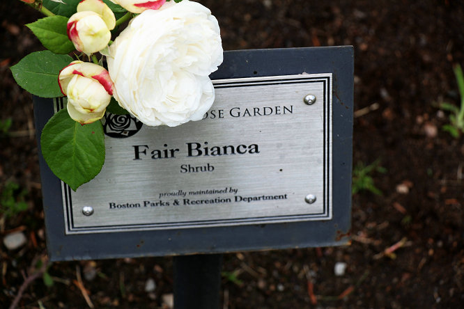 白菲儿 Fair Bianca 白菲儿 Fair Bianca