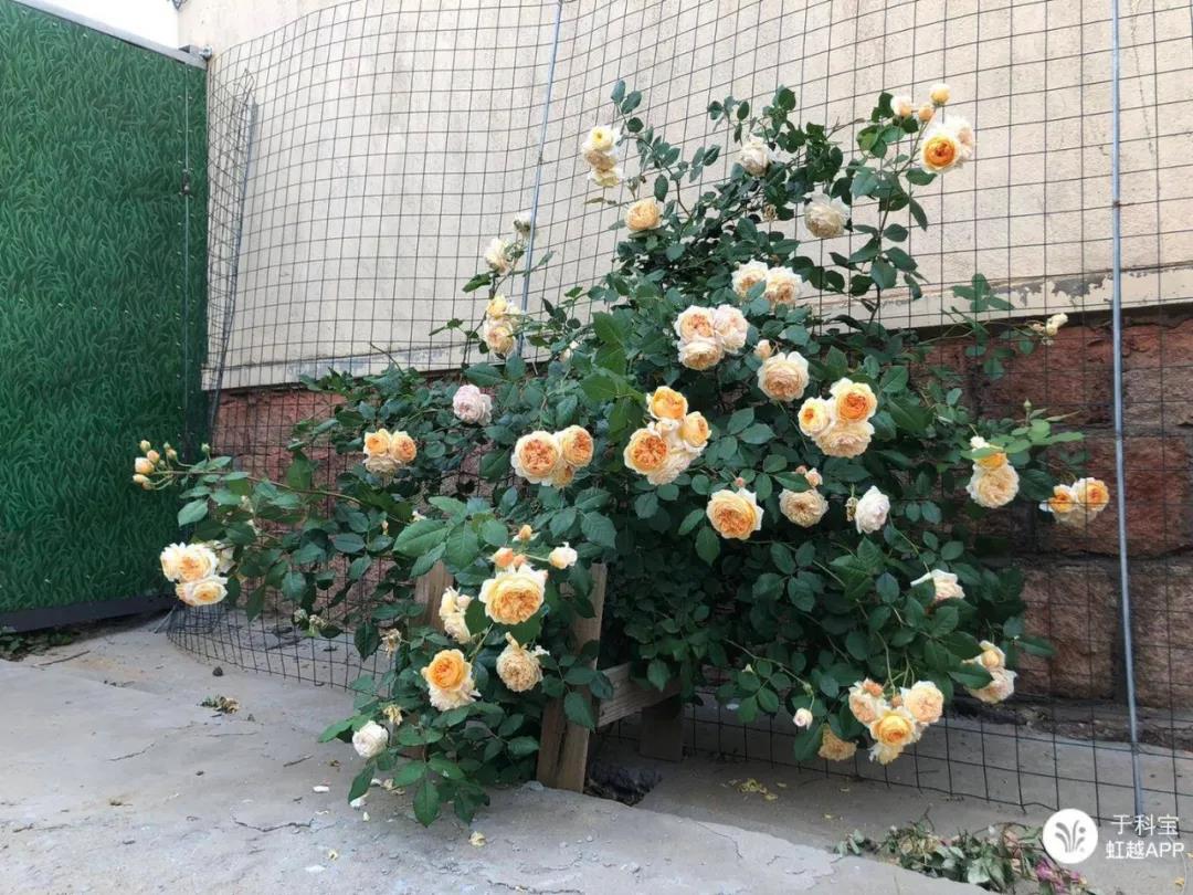 1626164738266553.jpg