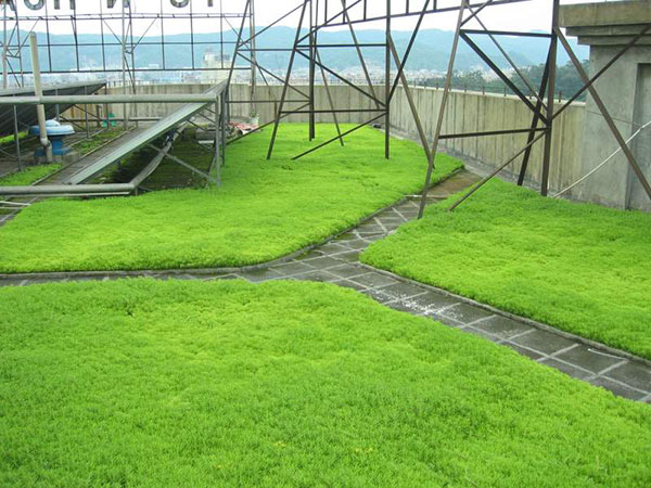 佛甲草屋顶绿化案例 佛甲草屋顶绿化案例