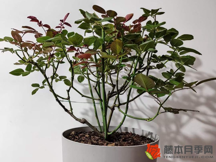 夏季花后修剪23天复花 夏季花后修剪23天复花