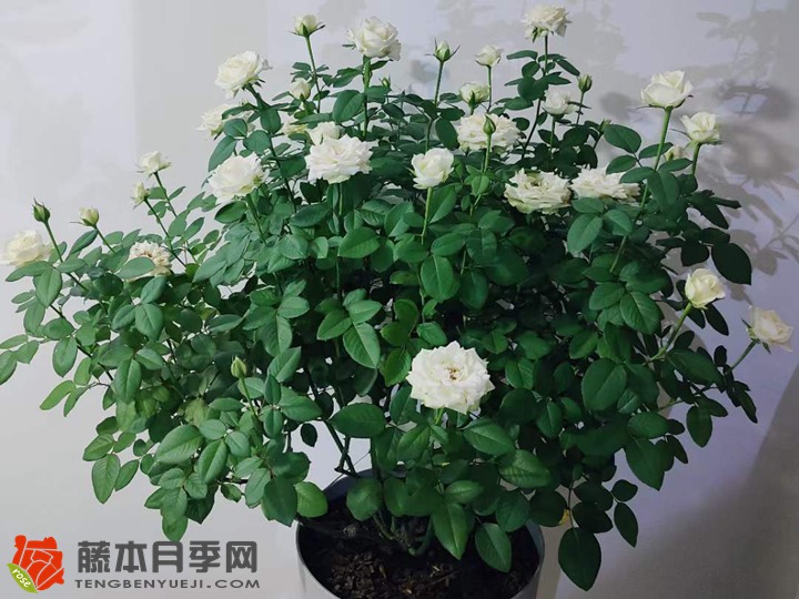 夏季花后修剪23天复花 夏季花后修剪23天复花