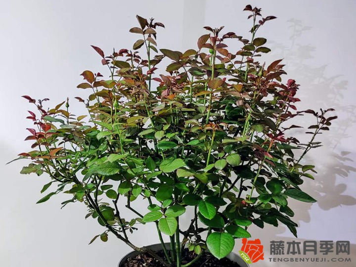 夏季花后修剪23天复花 夏季花后修剪23天复花