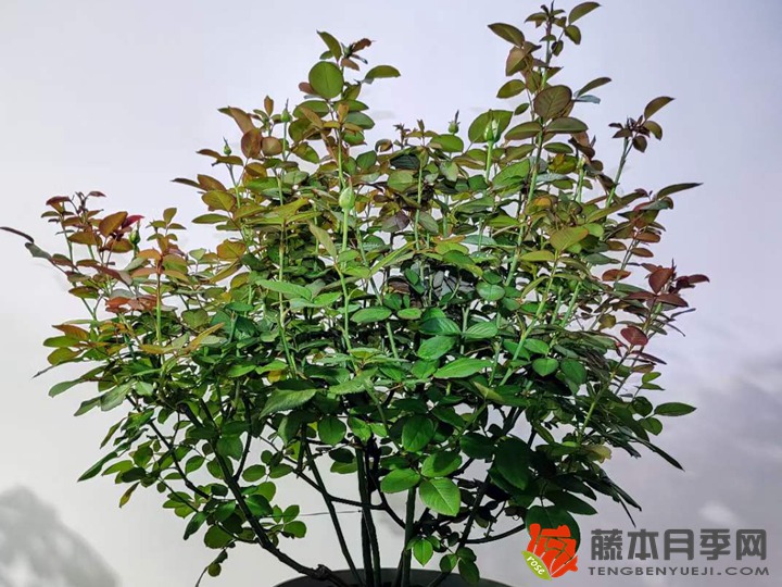 夏季花后修剪23天复花 夏季花后修剪23天复花