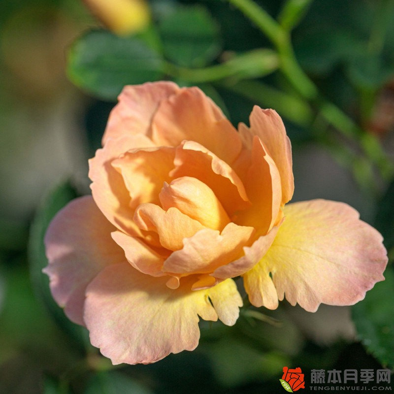 火焰折纸Flame Origami 火焰折纸Flame Origami