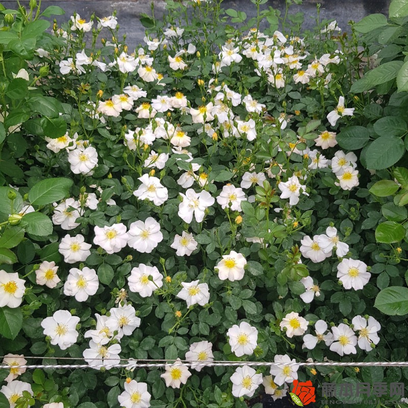 漂亮奶油Pretty Cream 漂亮奶油Pretty Cream