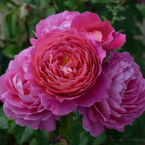 疯狂交际花Folle Courtisane 疯狂交际花Folle Courtisane