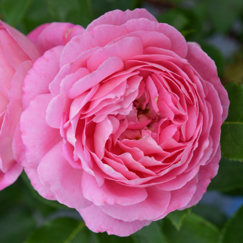 疯狂交际花Folle Courtisane 疯狂交际花Folle Courtisane