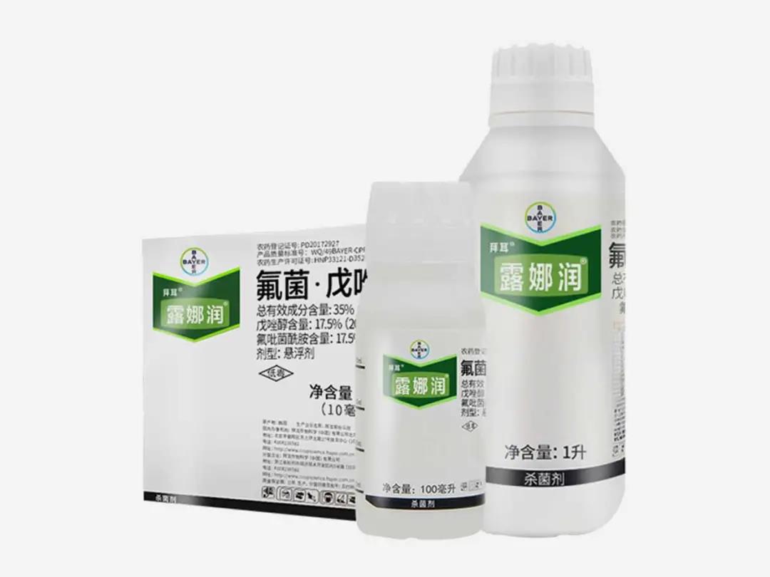月季黑斑病的症状以及防治方法 月季黑斑病的症状以及防治方法