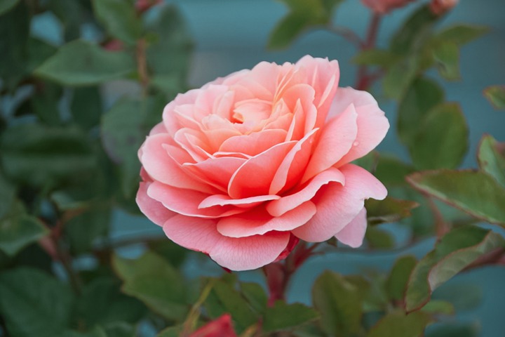 弗朗西斯·布莱兹 弗朗西斯·布莱兹Francis Blaise