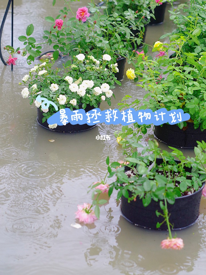 暴雨积水过后,如何拯救我们的花? 暴雨积水过后,如何拯救我们的花?