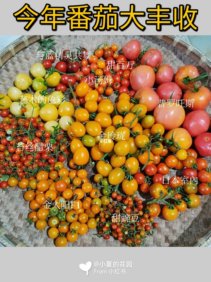 网红品种番茄种植体验+品种口味测评 网红品种番茄种植体验+品种口味测评