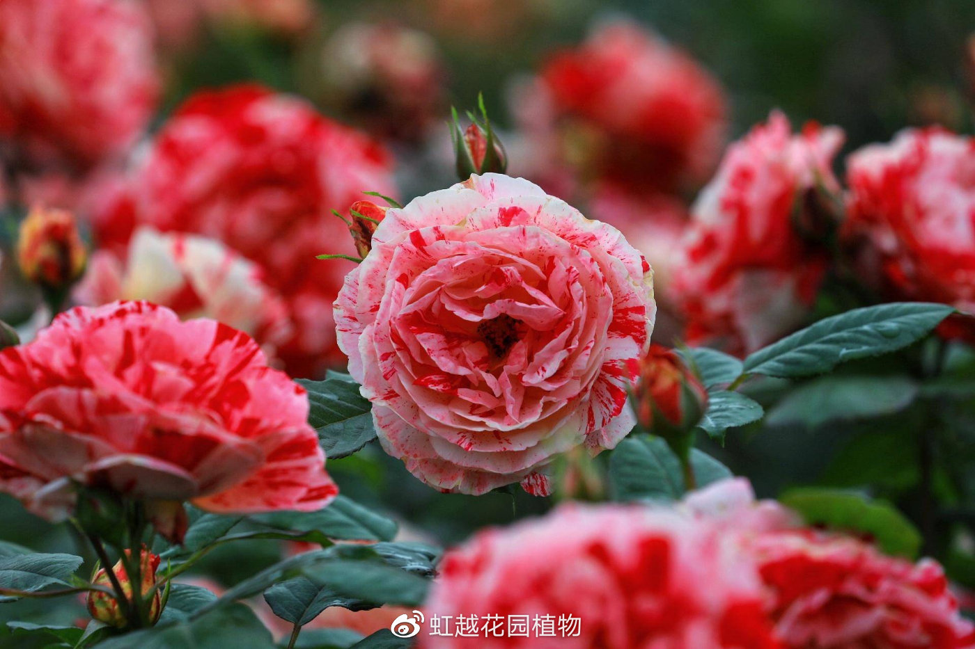 说愁