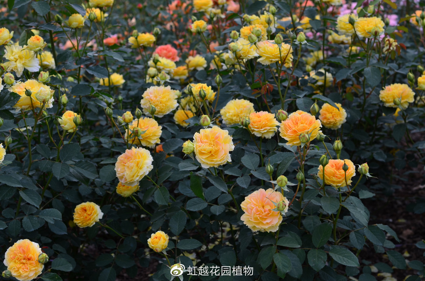 莫林纽克斯