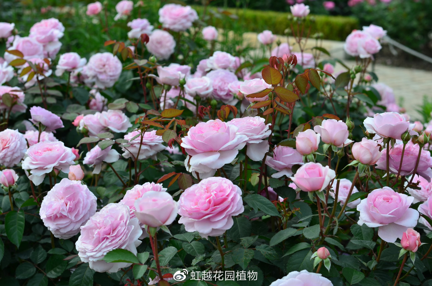奥利维亚罗斯奥斯汀