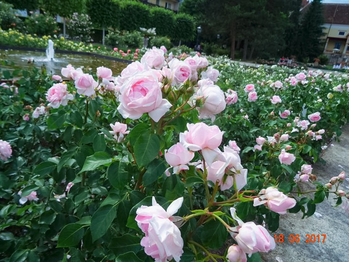 凡尔赛玫瑰 Petit Trianon 凡尔赛玫瑰 Petit Trianon