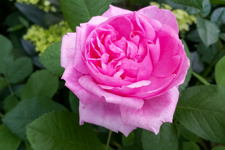 香堡伯爵Comte de Chambord 香堡伯爵Comte de Chambord