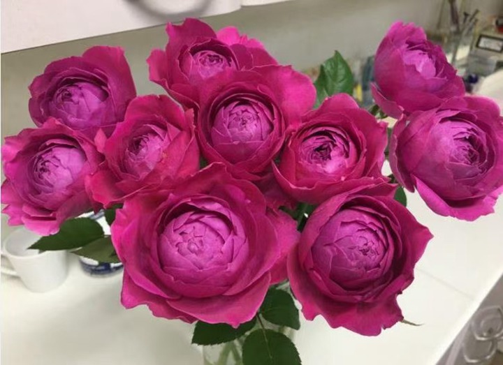 月季不开花的六种原因 月季不开花的六种原因