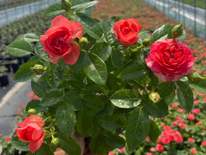 月季花移栽缓苗需要多久? 月季花移栽缓苗需要多久?