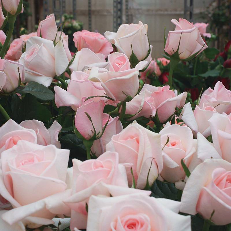 园艺王子 Prince Jardinier 园艺王子 Prince Jardinier