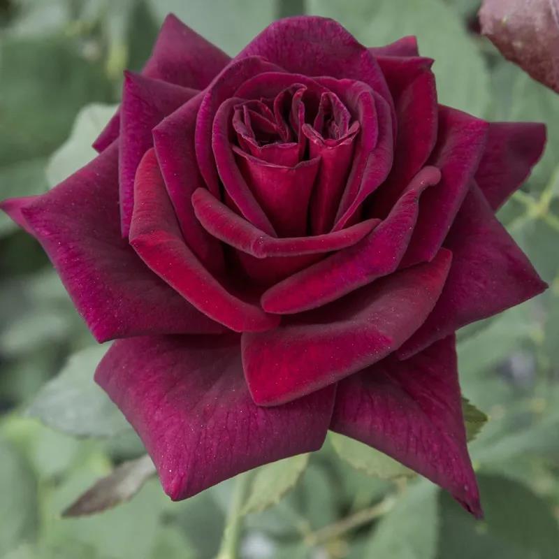 暗香Black Perfumella 暗香Black Perfumella