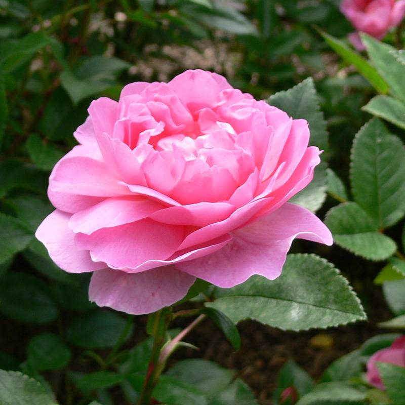 兰花韵事 兰花韵事
