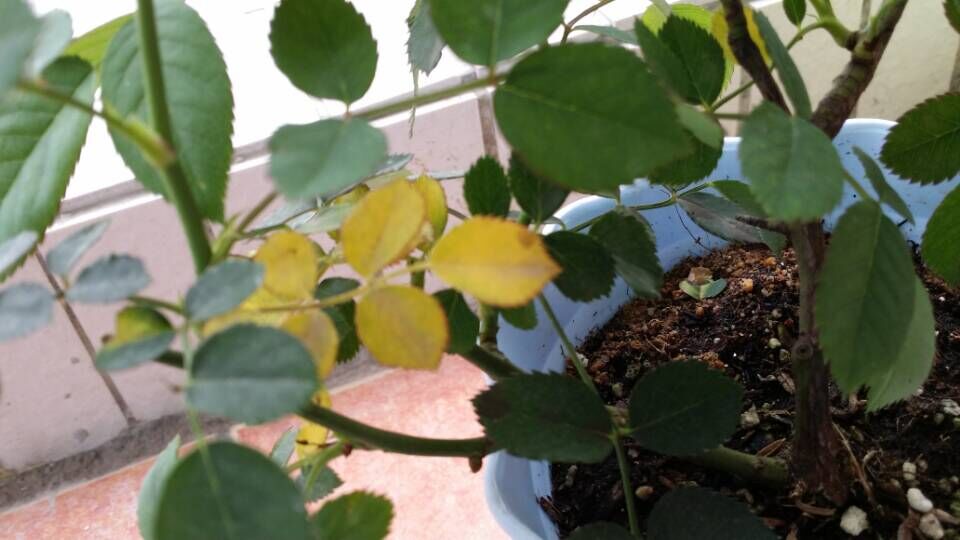月季黄叶的原因以及及时补救的办法 月季黄叶的原因以及及时补救的办法