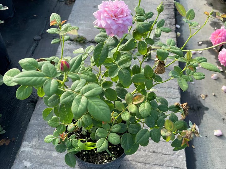 月季花养护管理需要了解的四点! 月季花养护管理需要了解的四点!