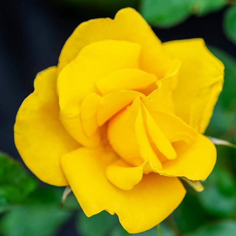 1628733436493833.jpg 阳光Rayon De Soleil