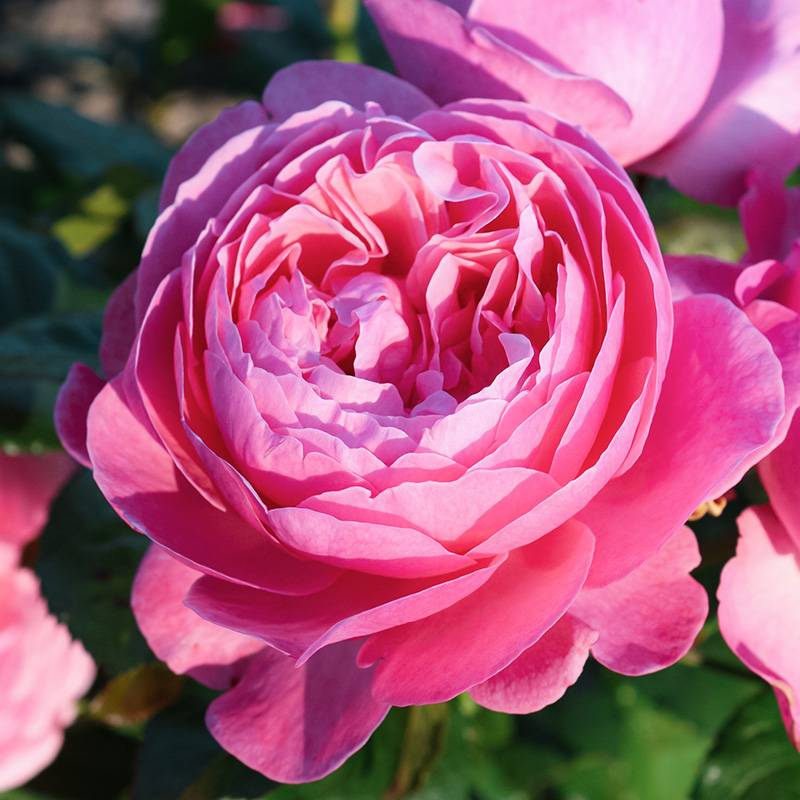科隆百花园Kolner Flora 科隆百花园Kolner Flora