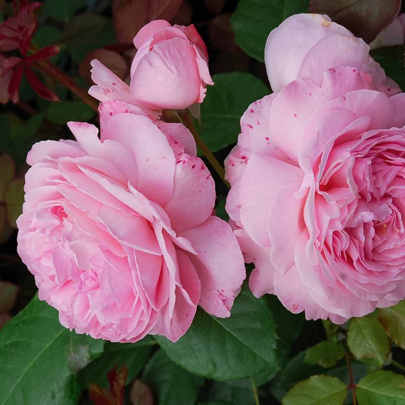 科隆百花园Kolner Flora 科隆百花园Kolner Flora