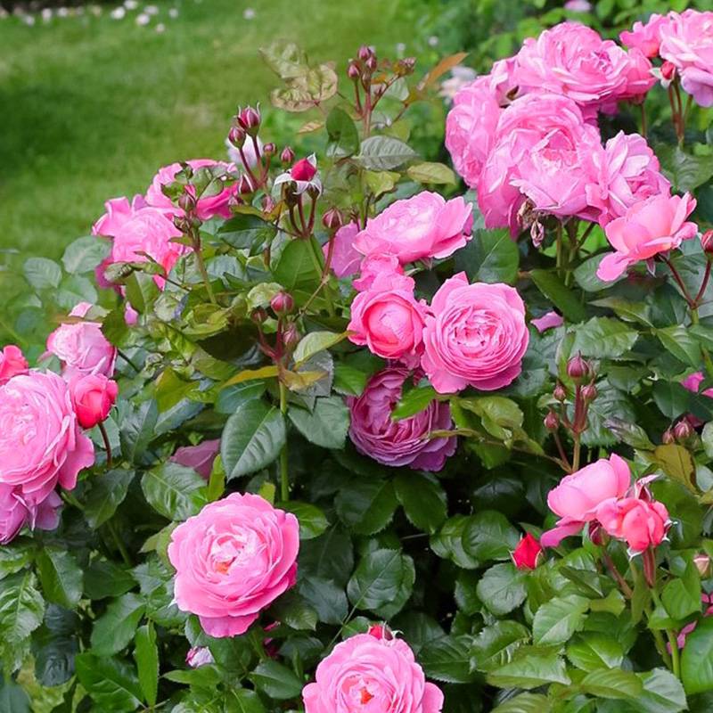 科隆百花园Kolner Flora 科隆百花园Kolner Flora