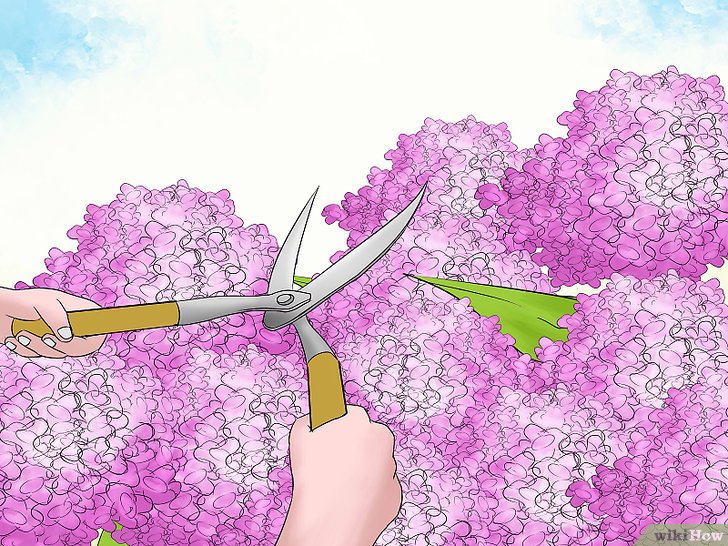 绣球花的修剪方法(多图详解) 绣球花的修剪方法(多图详解)