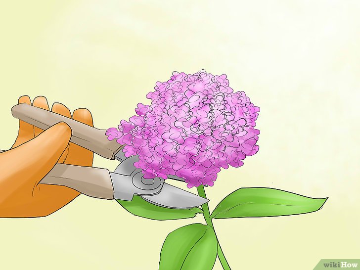 绣球花的修剪方法(多图详解) 绣球花的修剪方法(多图详解)