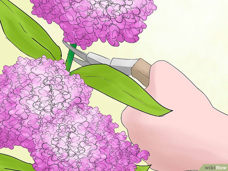 绣球花的修剪方法(多图详解) 绣球花的修剪方法(多图详解)