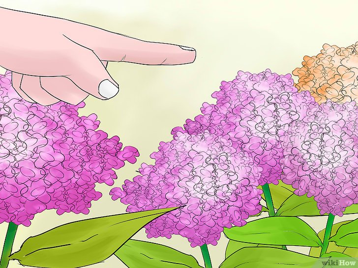 绣球花的修剪方法(多图详解) 绣球花的修剪方法(多图详解)