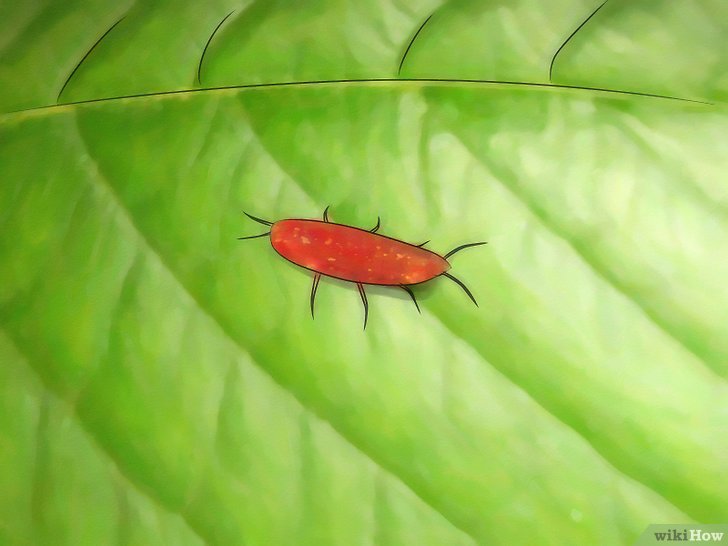 消灭介壳虫的四种方法 消灭介壳虫的四种方法