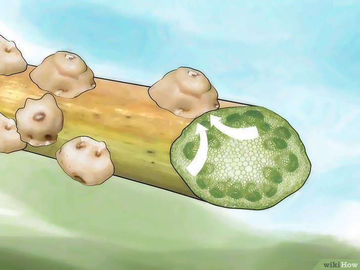 消灭介壳虫的四种方法 消灭介壳虫的四种方法
