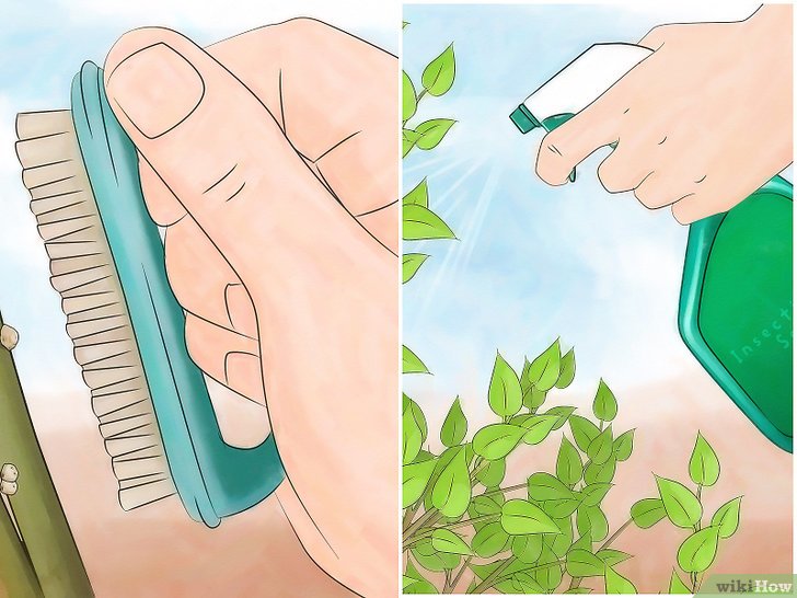 消灭介壳虫的四种方法 消灭介壳虫的四种方法