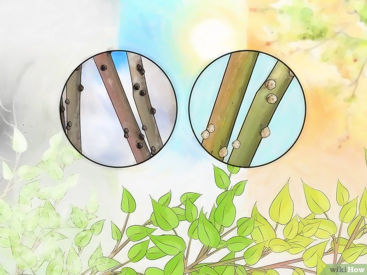 消灭介壳虫的四种方法 消灭介壳虫的四种方法