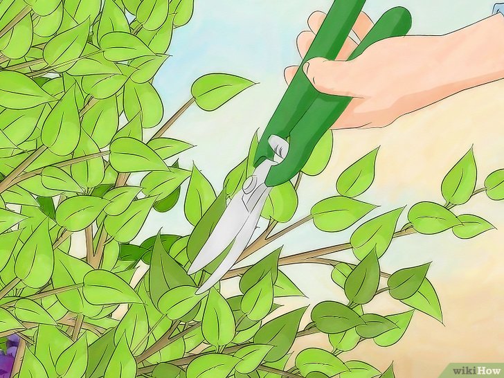 消灭介壳虫的四种方法 消灭介壳虫的四种方法