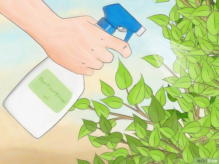 消灭介壳虫的四种方法 消灭介壳虫的四种方法